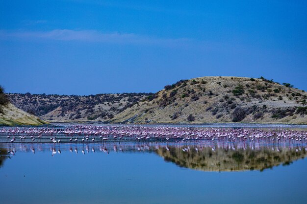 flamingoes-pink-salty-lake-magadi-rift-valley-kajiado-county-kenya-east-africa_1048944-18630459.jpg